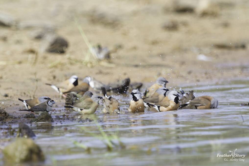 A flock of black-throated finches at Adani's Carmichael mine site in Queensland's Galilee Basin Photo: Stanley Tang