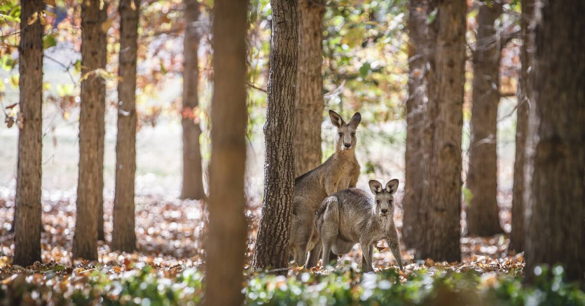 Kangaroos rest among autumn leaves in Yarralumla. Photo: Sitthixay Ditthavong