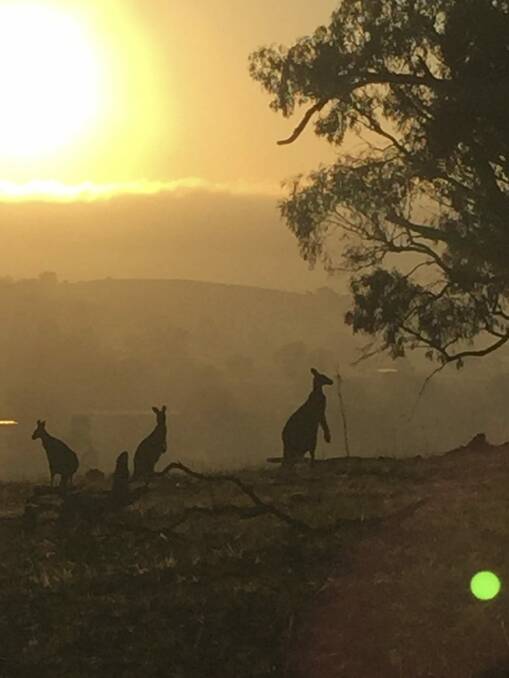 Kangaroos on Mt Majura in 2016. Large parts of the Canberra Nature Park would have been cut out for a proposed roadway, which the ACT government wants to scrap from the National Capital Plan. Photo: Jonathan DePuit