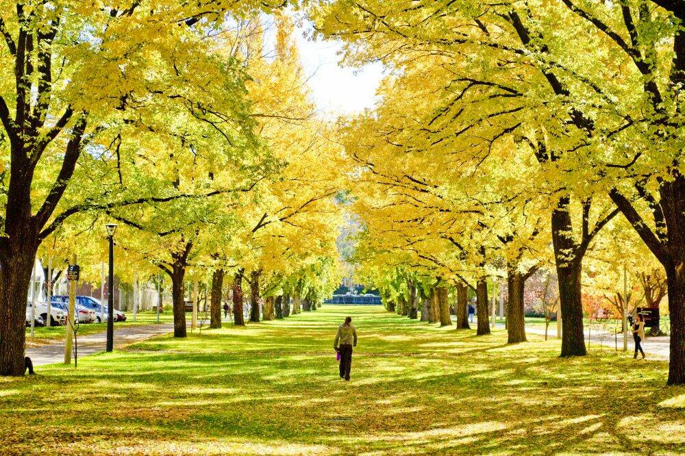 Autumn leaves at the Australian National University in Canberra. Photo: Jay Cronan