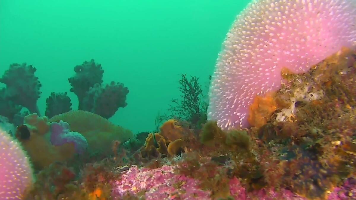 Giant pink jelly ascidian in Twofold Bay, Eden.  Photo: UnderseaROV