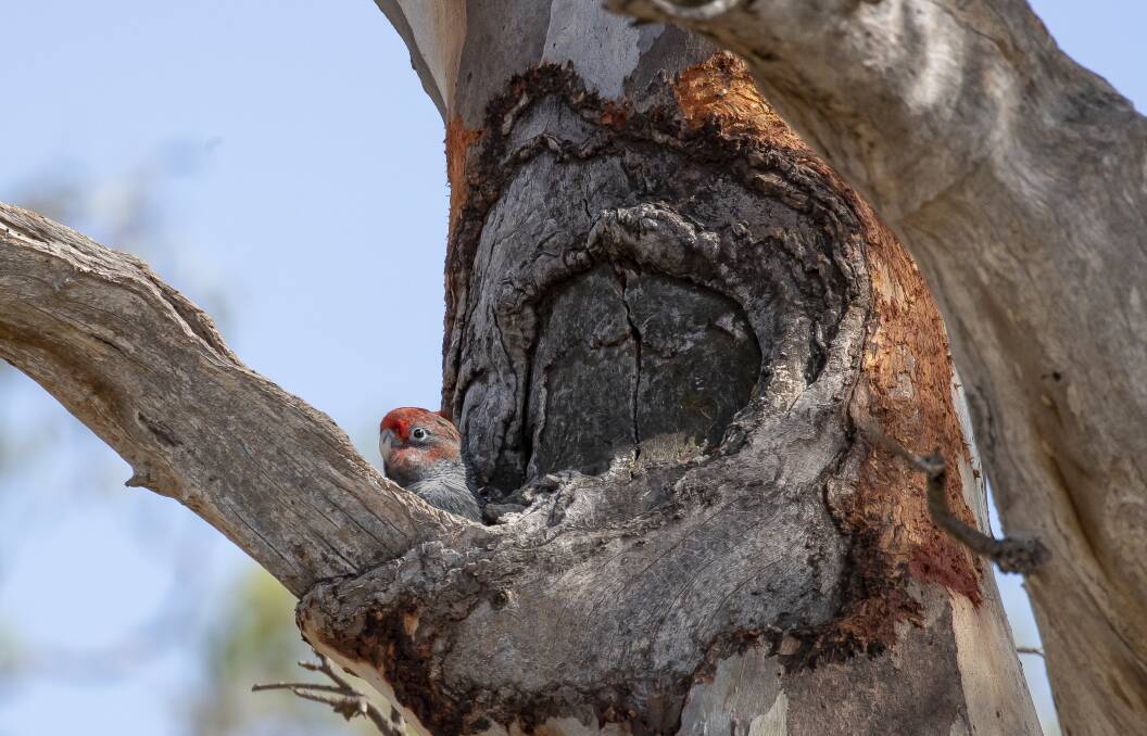A male gang-gang cockatoo nestling pokes its head out of a hollow in a tree near the Red Hill nature reserve. Photo: Sitthixay Ditthavong