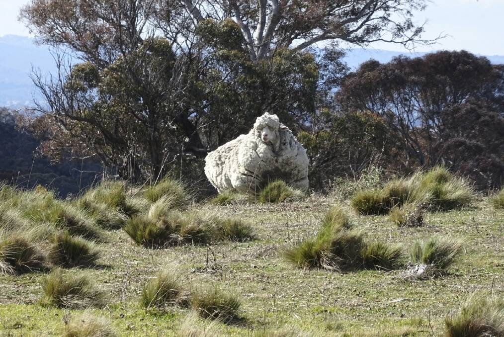 The large sheep on Mulligans Flat.  Photo: RSPCA