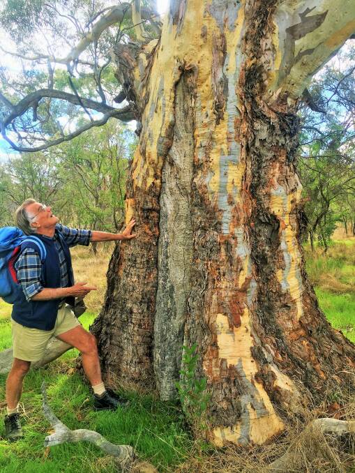 Klaus Hueneke admires the base of one of the ancient gum trees in Gungaderra Grassland Nature Reserve. Photo: Tim the Yowie Man