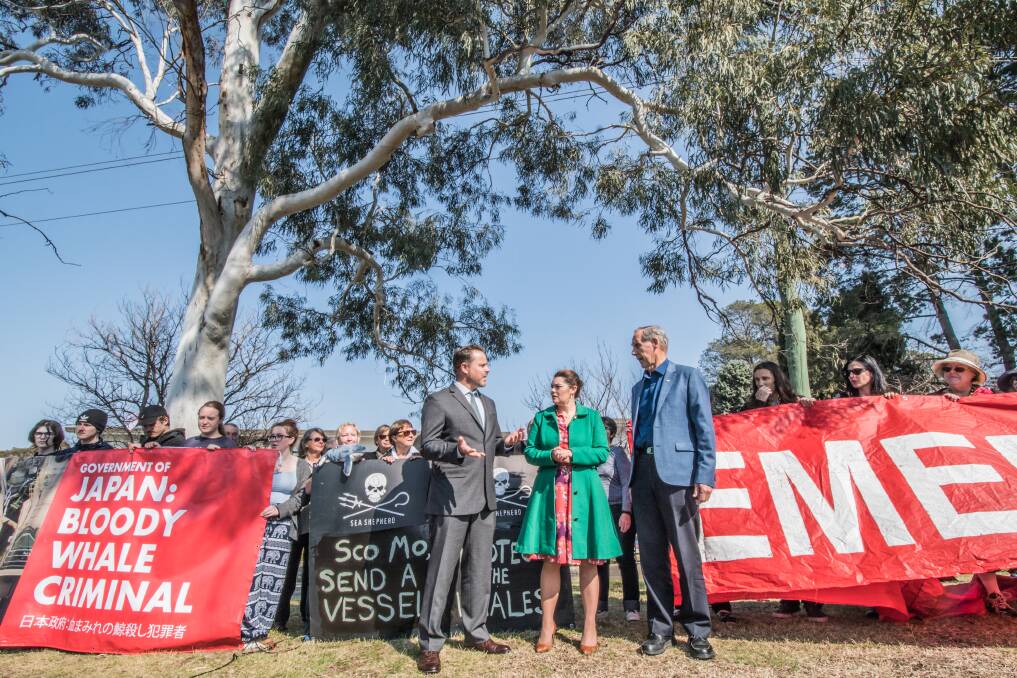 Greens senators Sarah Hanson-Young and Peter Whish-Wilson joined former leader Bob Brown outside the Japanese embassy on Tuesday. Photo: Karleen Minney