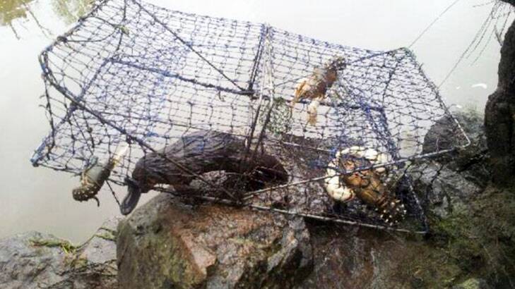 A playtpus and three threatened Murray River crayfish drowned in an illegal trap near Kambah Pools. Photo: Supplied / TAMS