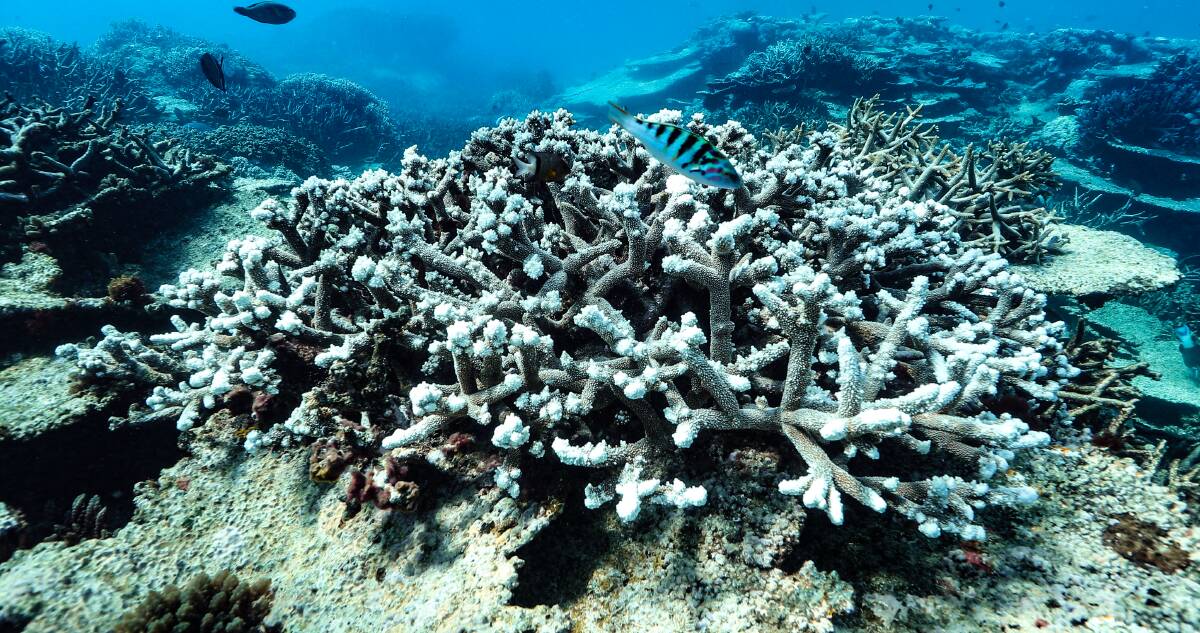 Extreme heatwave has authorities on edge about a third mass bleaching event in the Great Barrier Reef in four summers. Photo: Dean Miller, GBR Legacy
