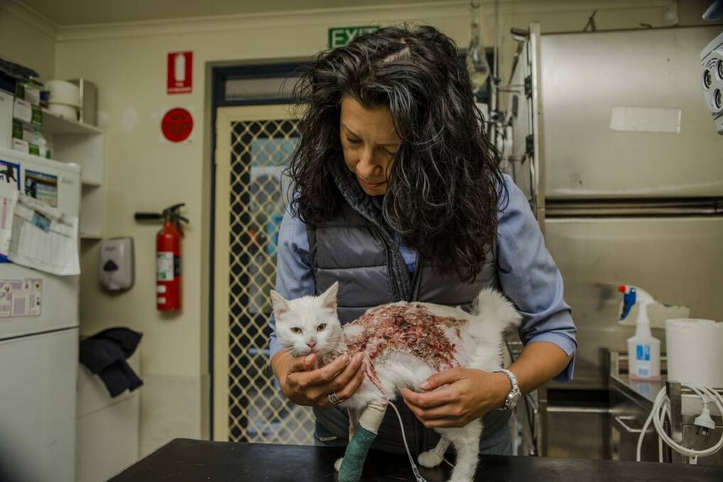 Tammy Ven Dange with Elsa, the kitten which was dumped at Canberra's RSPCA shelter. Photo: Jamila Toderas