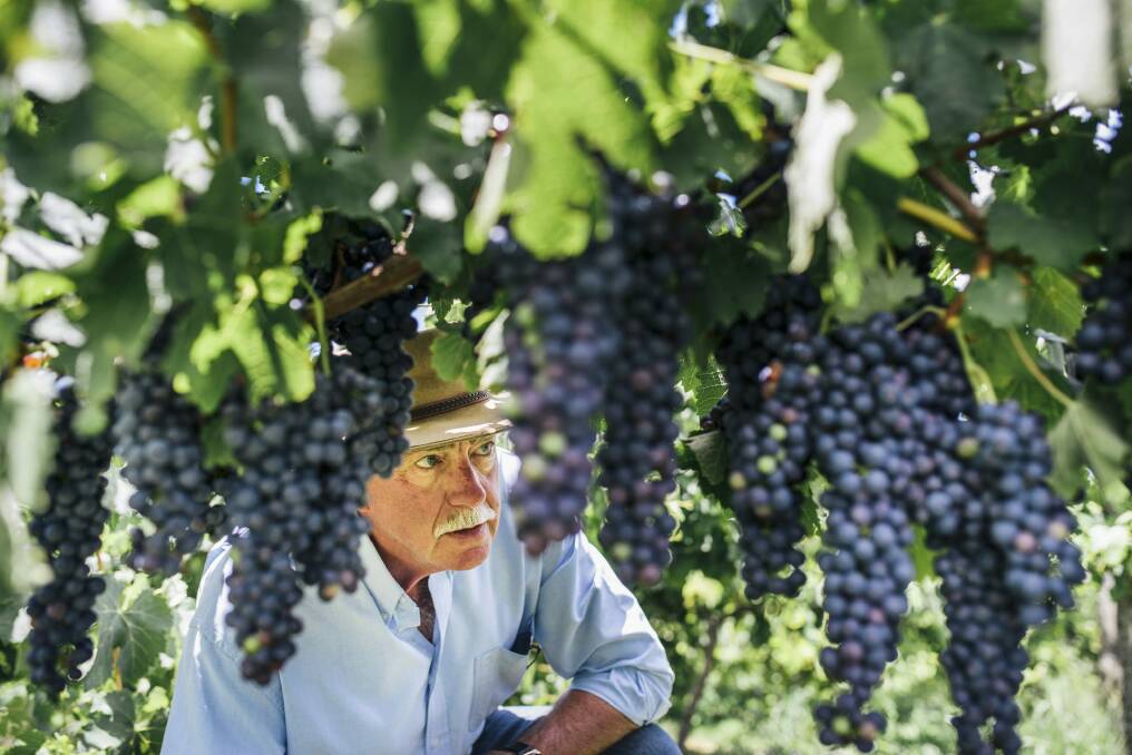 John Leyshon keeps an eye on some of his shiraz grapes at his winery near Yass, ahead of what is looking to be an excellent harvest. Photo: Rohan Thomson