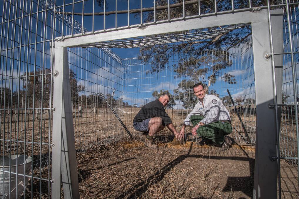 ACT Parks and Conservation officer Mick Clarke and manager Brett McNamara set a pig trap on farmland in Tharwa. Photo: Karleen Minney