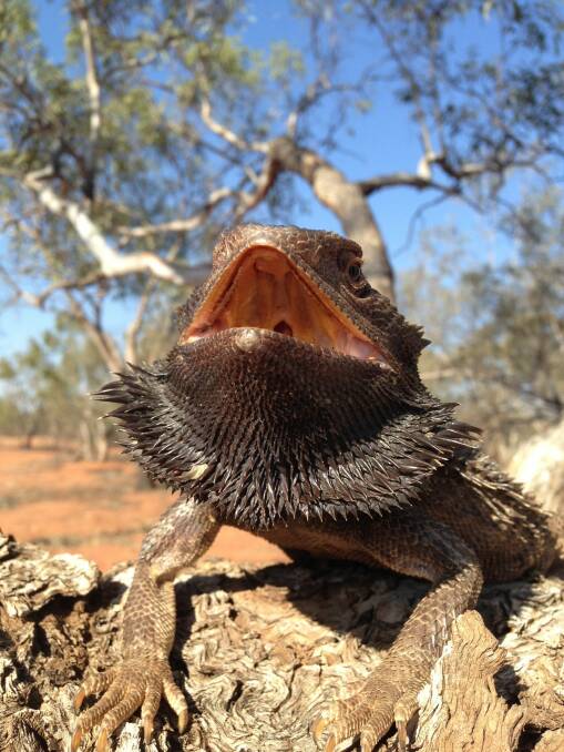Research into Australian bearded dragons inspired the Griffyn Ensemble's next concert. Photo: Steven Sarre