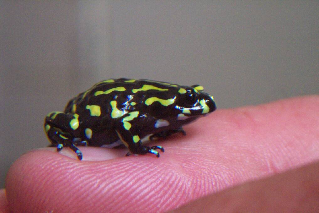 The Northern Corroboree frog, native to the Namadgi wetlands, is smaller than a fingernail.  Photo: Supplied
