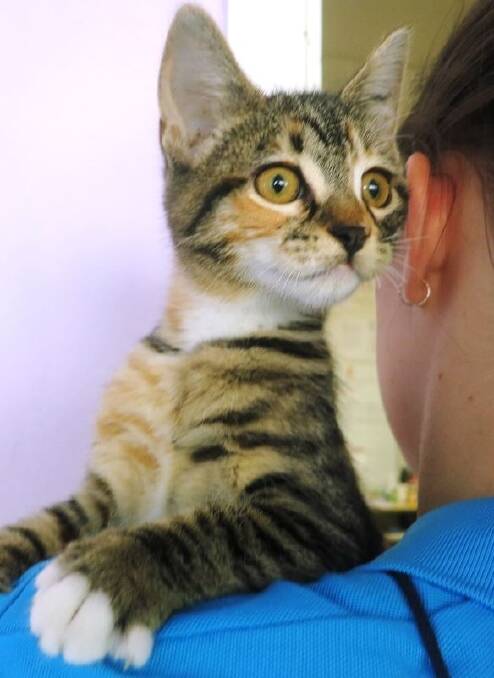 RSPCA sold out of kittens in the first 2 hours of Friday morning. Coco was one of many adopted. Photo: Sherryn Groch