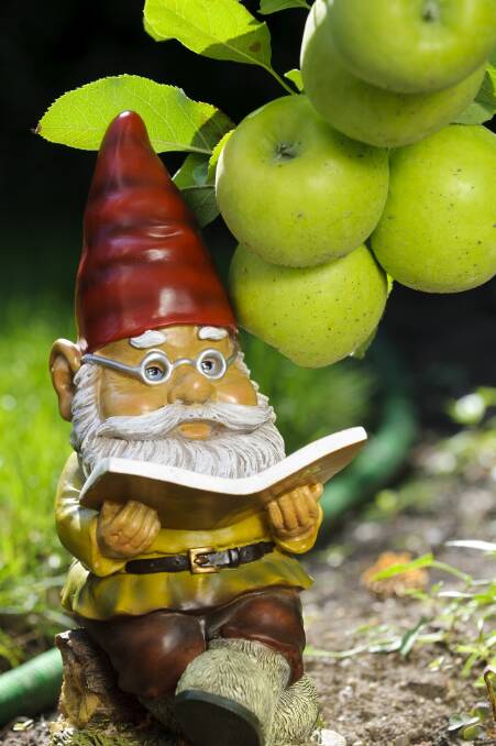 Saucy: Gnomes go well with apple trees, a bit like they are waiting for the fruit to ripen. Photo: iStock