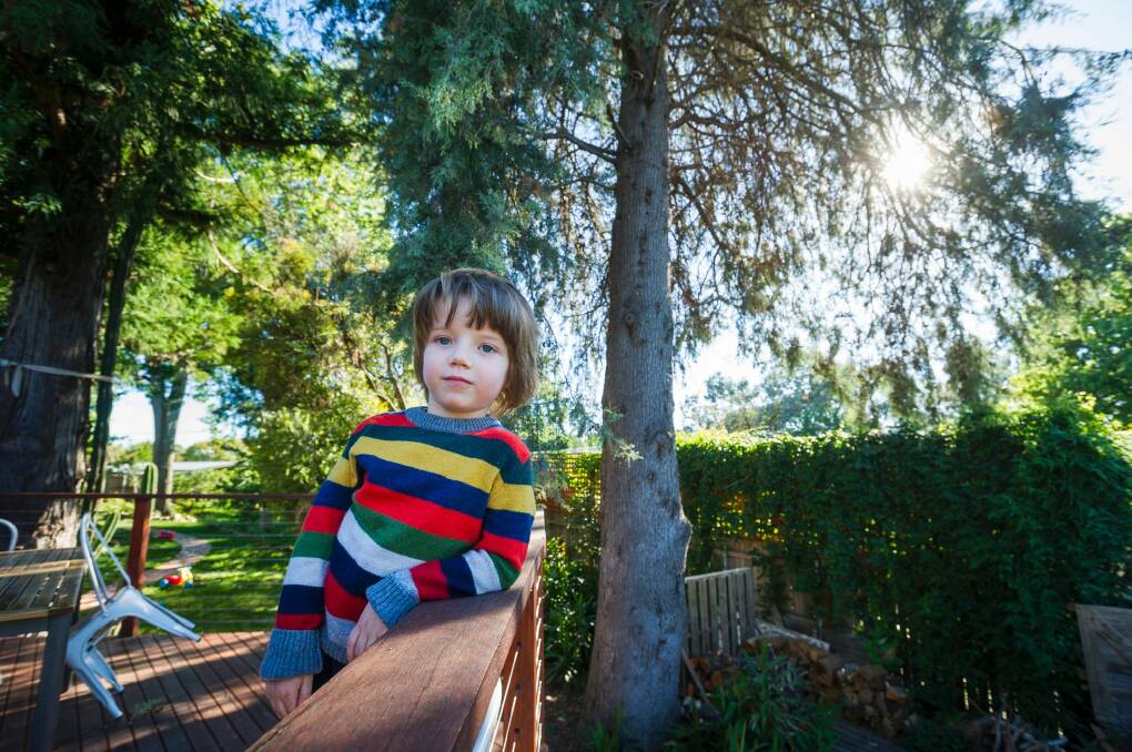 Arlo Wickerson, 4, whose wants the cypress tree, right, removed for safety reasons. Photo: Dion Georgopoulos