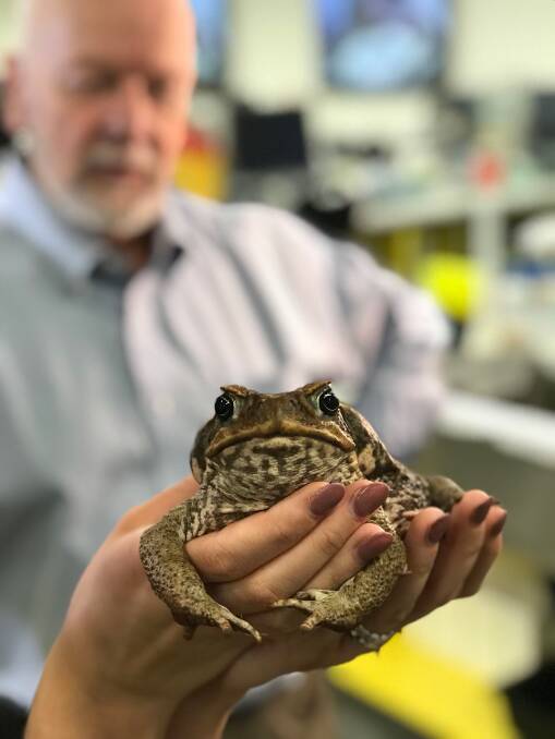 Scientists hope viruses in the cane toad's DNA could be weaponised to turn the tables on the pest.
 Photo: University of New South Wales