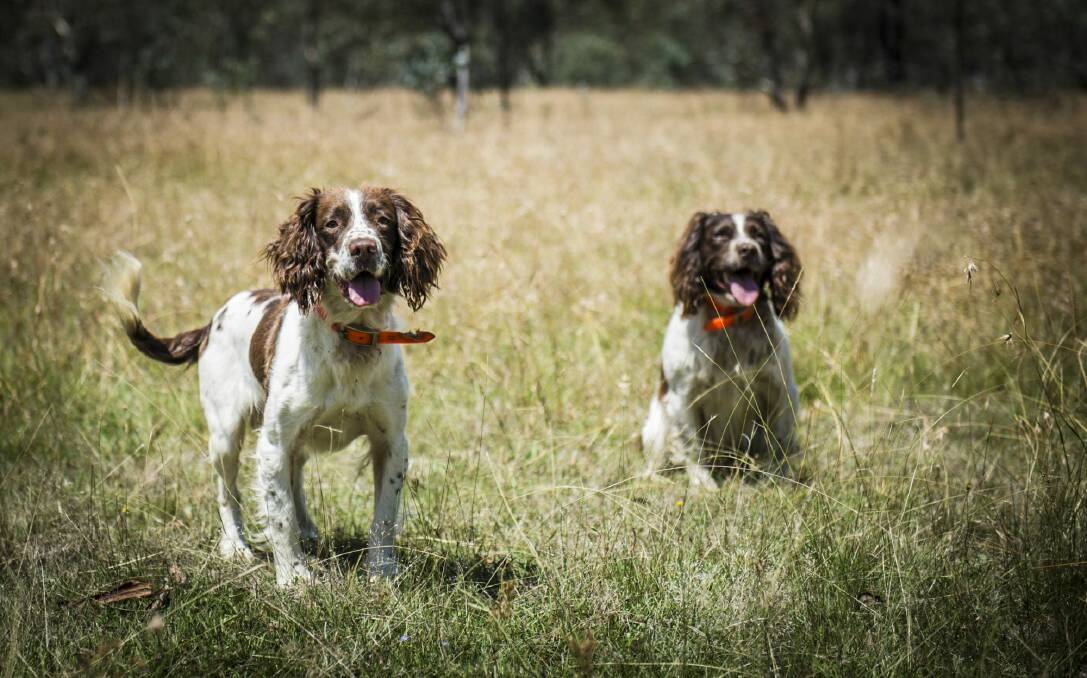  Steve Austin and his English springer spaniels Tom and Bolt are going to try to find the last stubborn rabbits at Mulligans Flat.   Photo: Photo Jamila Toderas