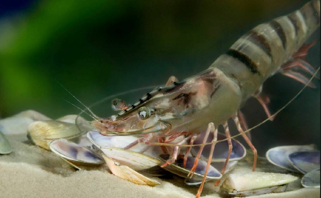 CSIRO investigates impact of pesticides on black tiger prawns in Queensland. Photo: CSIRO