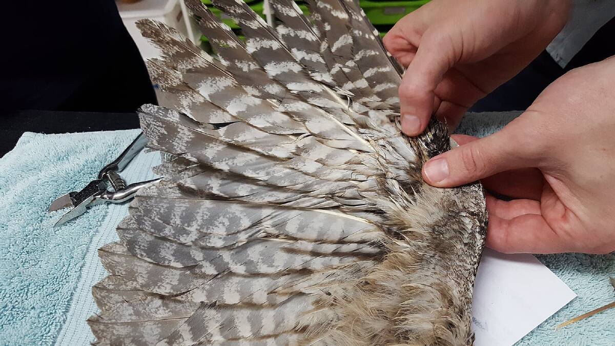 The repaired wing of a tawny frogmouth that received a feather transplant. Photo: AAP/Brisbane Bird and Exotic Veterinary Services