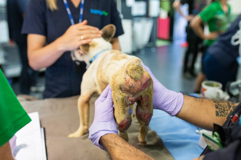 Animals were found with varied medical conditions. Photo: RSPCA