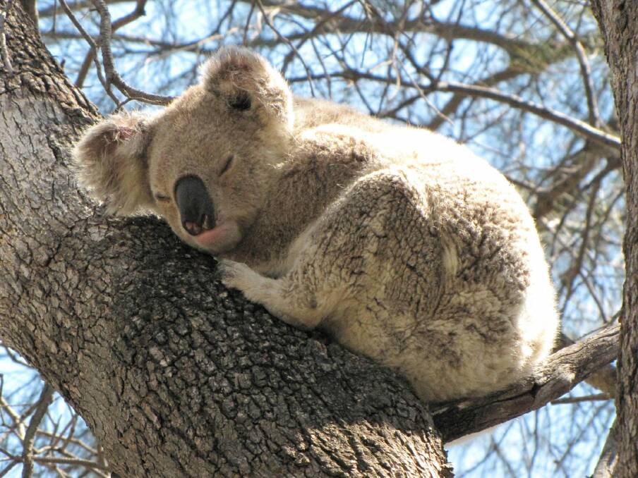 There are healthy koala populations around Rosewood, Wallon and Grandchester, says Ipswich City Council. Photo: Fairfax Media