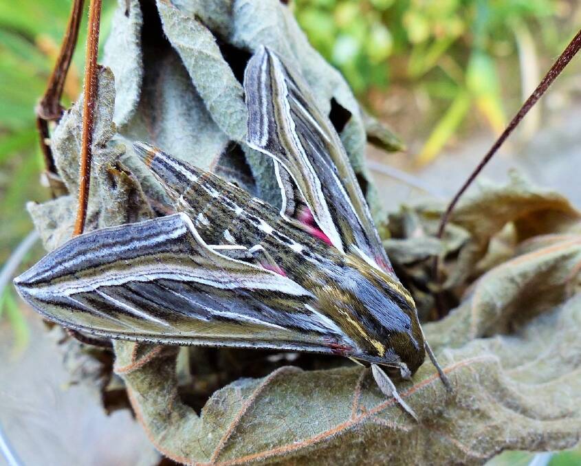 'Horrie' the vine hawk moth (Hippotion celerio) in adult form. Photo: Matthew Higgins