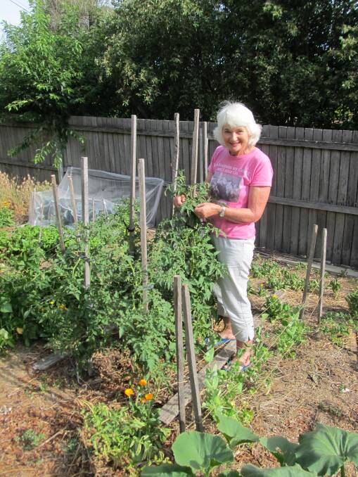 Janet Edstein tying tomatoes in her Waramanga garden. Photo: Susan Parsons