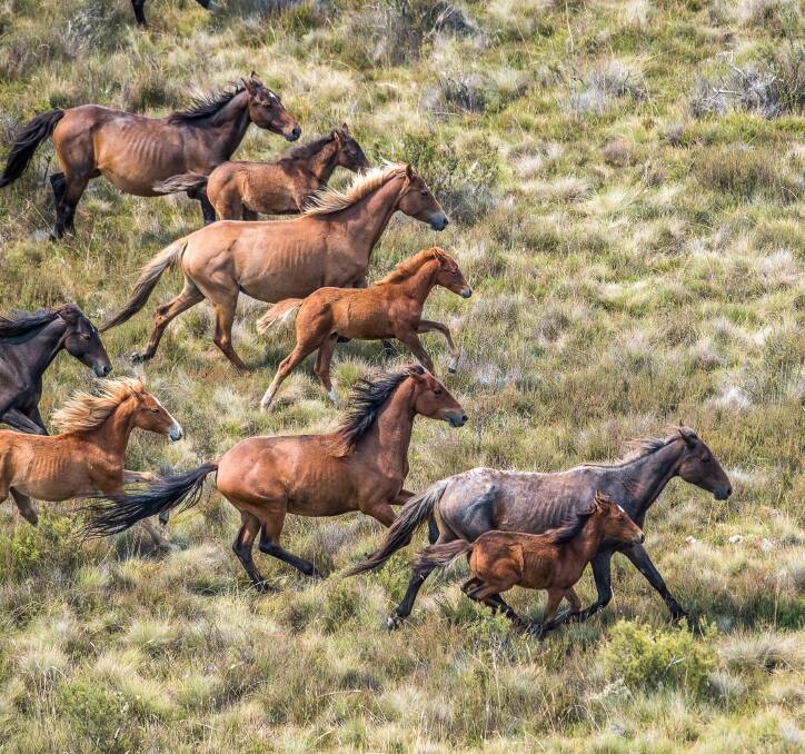 Many of the brumbies are in poor health and show signs of inbreeding. Photo: Justin McManus