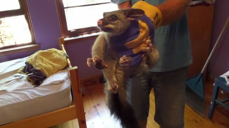 A possum caught in a Canberra bedroom.