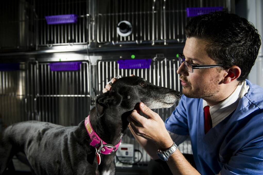 Dr Shannon West of the Animal Referral Hospital, with greyhound Polly. Photo: Jay Cronan