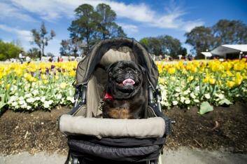 New event: The Dogs' Day Out was a successful addition to the Floriade program this year. Photo: Jay Cronan