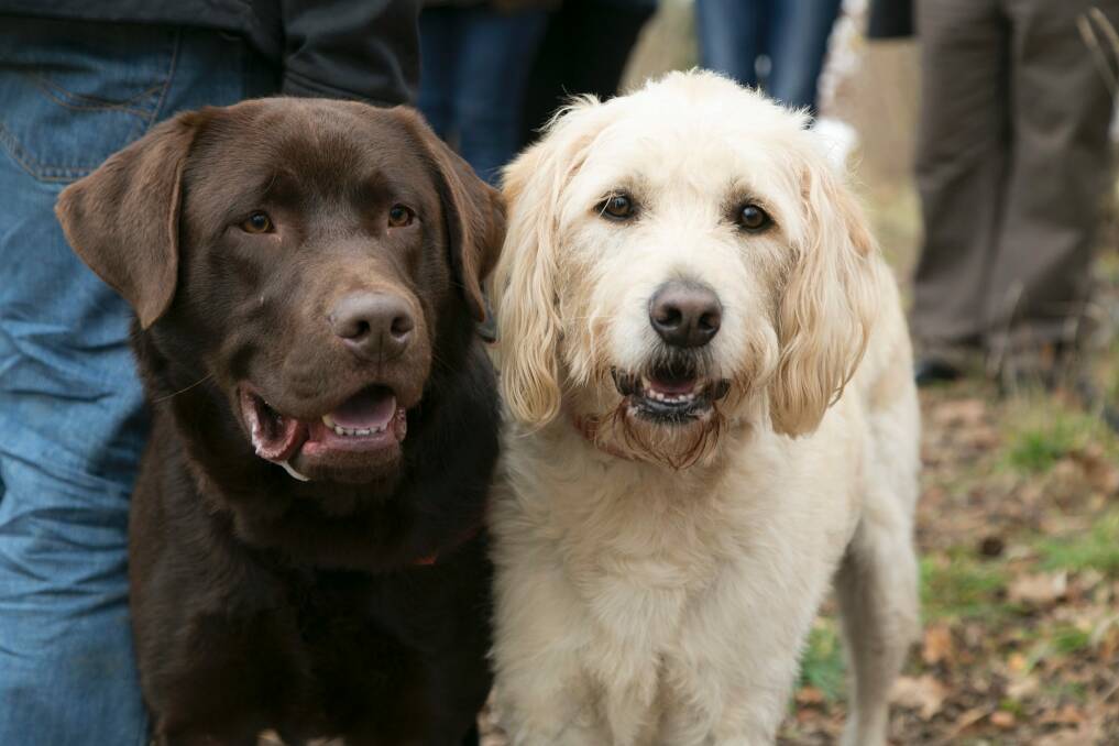 Get up close and personal with some truffle dogs on a truffle hunt. Photo: Supplied
