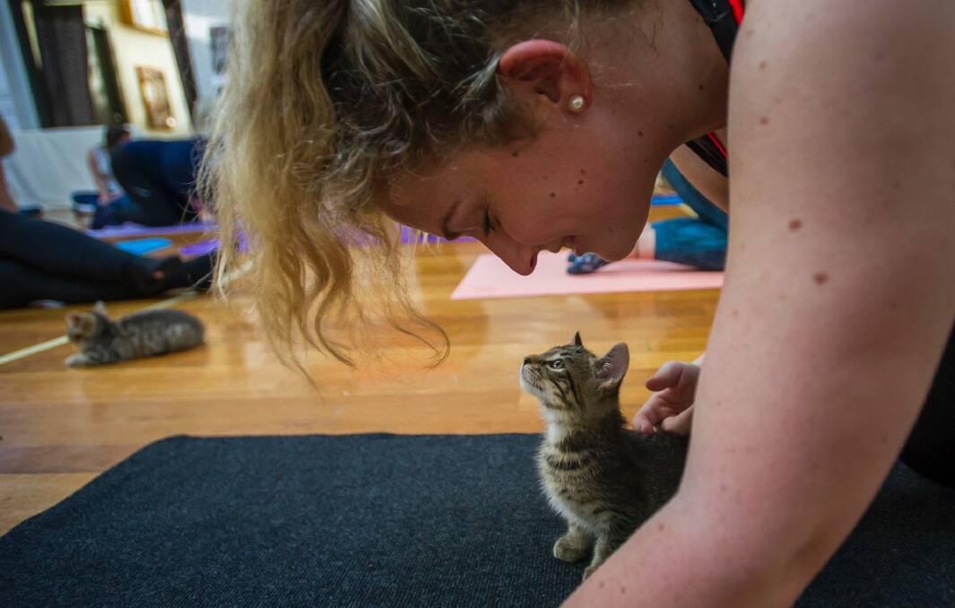A kitten keeps an eye on Zoe Sanders of Mawson during cat pose.  Photo: Elesa Kurtz