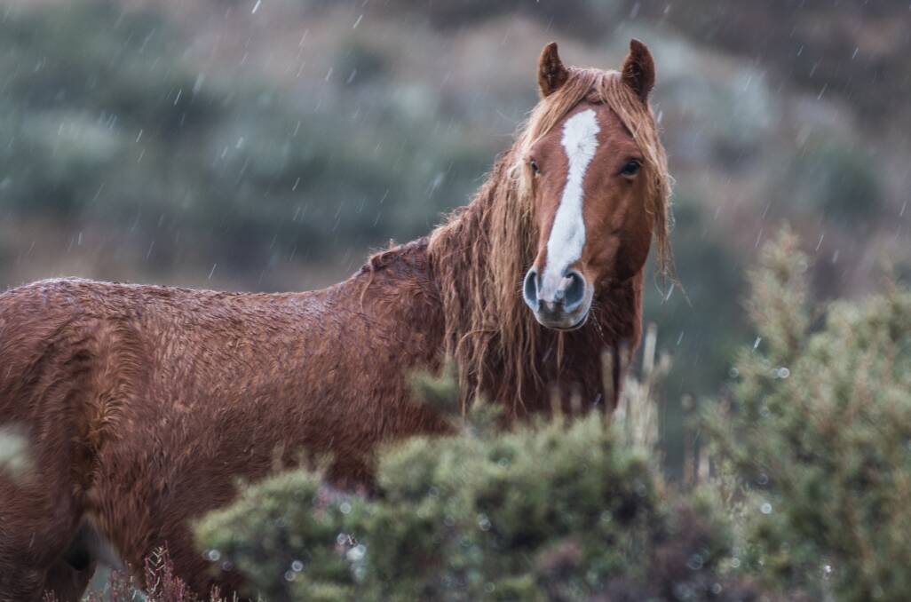 Brumbies have run wild in Kosciuszko National Park for more than 150 years. Photo: Karleen Minney