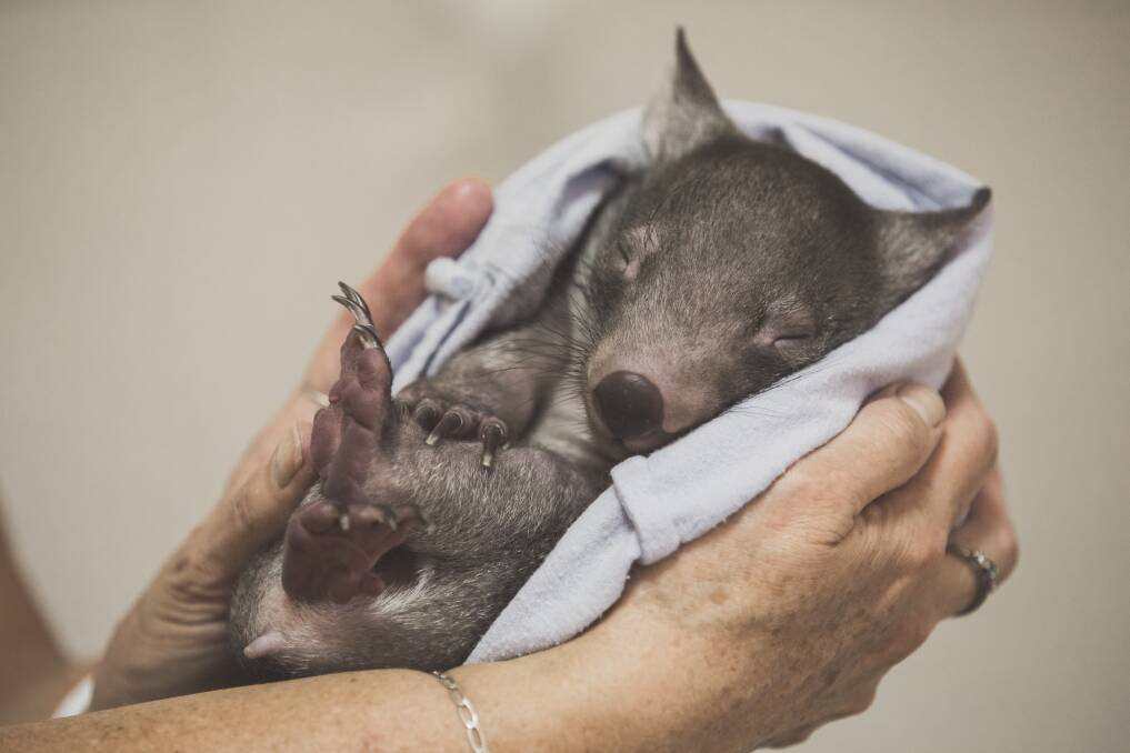 Orphaned wombat Adelaide catches up on her beauty sleep. Photo: Jamila Toderas