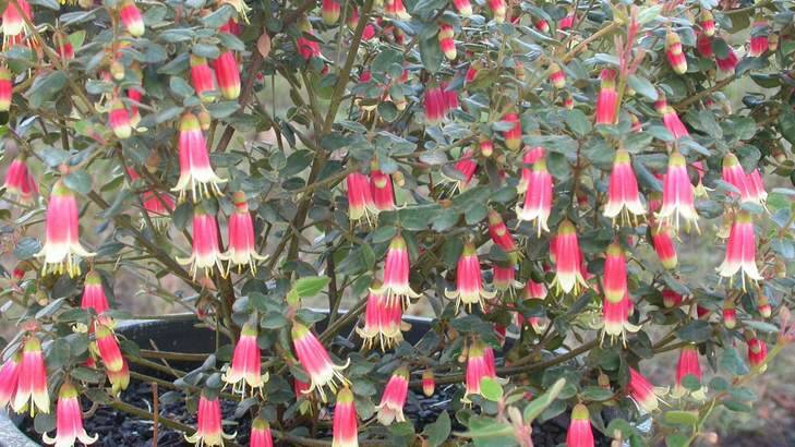 Canberra Bells are wonderful native plants.