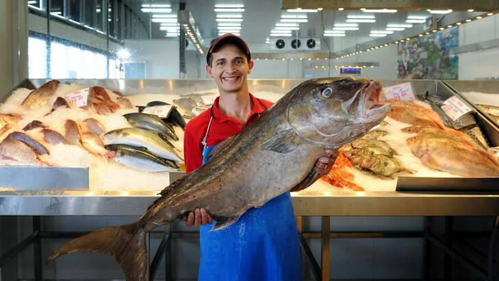 Anthony Fragopoulos manager of the FishCo downunder in Fyshwick holds a 30kg sampson kingfish amongst some of the other fish on offer for Easter. Photo: Colleen Petch