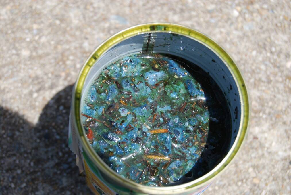 A bucket of blue-green algae from the Wanniassa end of Lake Tuggeranong. Photo: Supplied