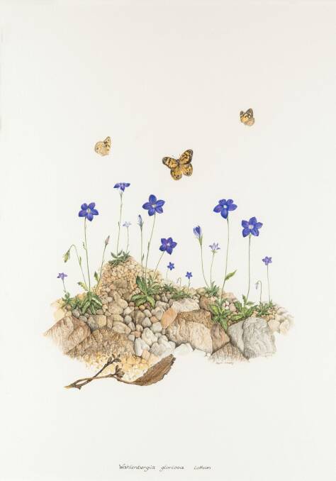 Royal bluebell, wahlenbergia gloriosa, 1987 watercolour on paper. Photo: Delysia Jean Dunckley
