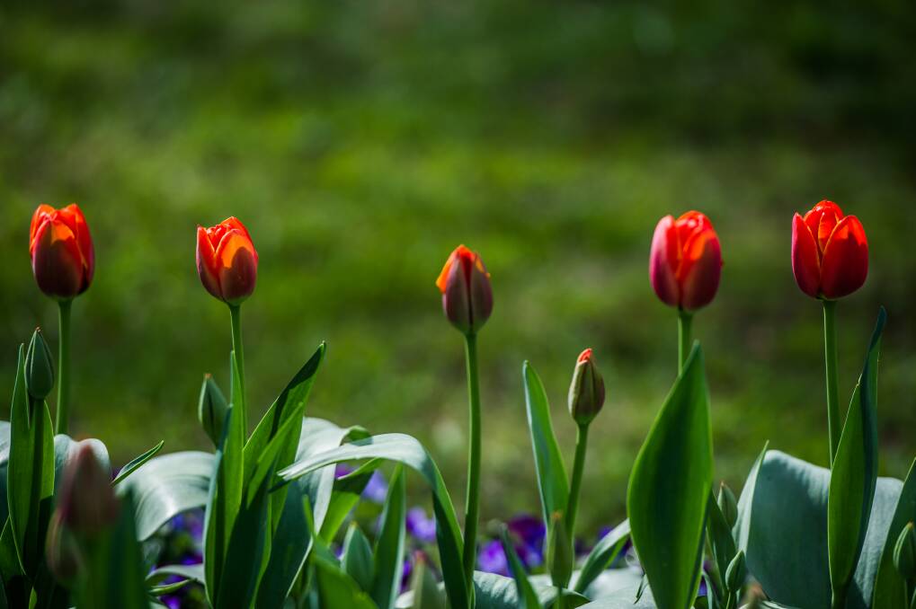 500-1000 visitors pass through the gardens of Tulip Top each day during peak season. Photo: Karleen Minney