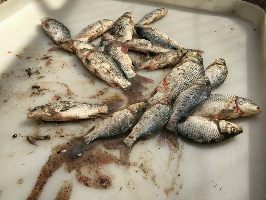 More than 2000 carp were removed from the ponds during the cull. Photo: Georgina Connery