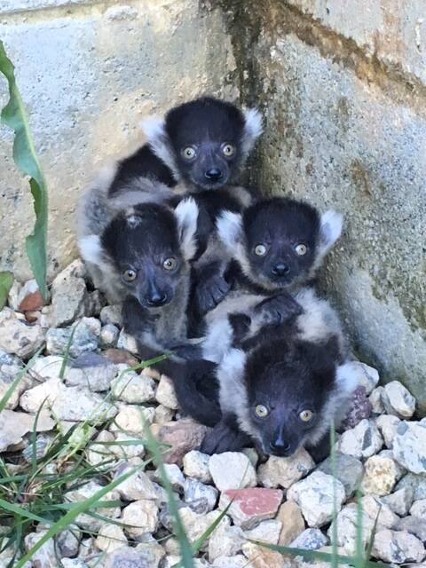 The black and white ruffed lemurs. Photo: Supplied