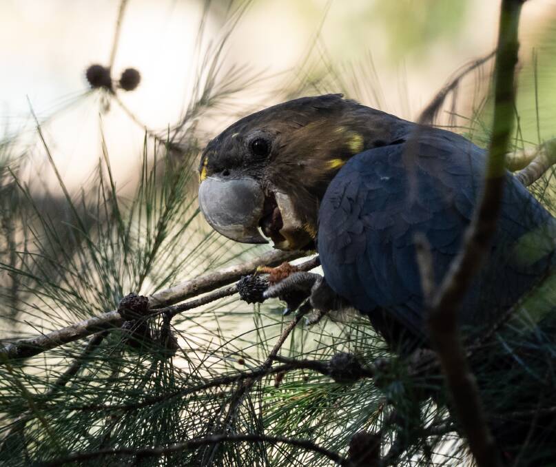 A glossy black cockatoo, which almost exclusively eats cones from dropping she-oak trees Photo: Kerri-Lee Harris