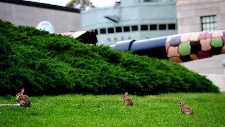 Rabbits roaming the grounds of the War Memorial. Photo: Melissa Adams
