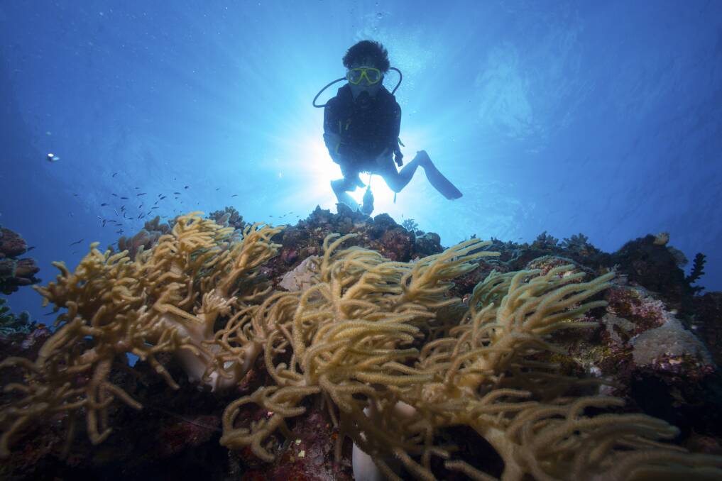A diver on the outer Great Barrier Reef near Port Douglas. Photo: Jason South