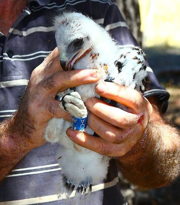 A colour-banded little eagle nestling from near Strathnairn.   Photo: Supplied