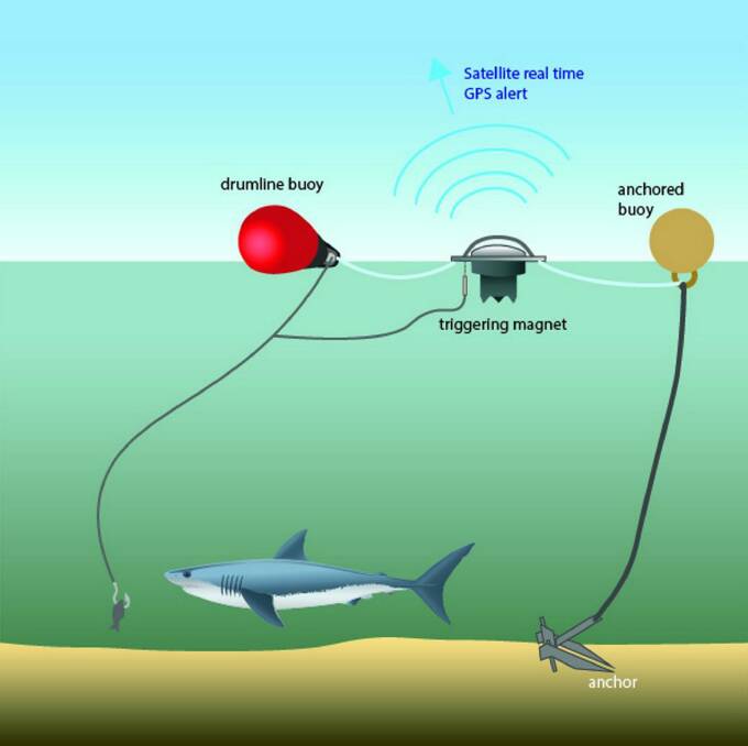 Drum lines are a key feature of shark bite mitigation measures.