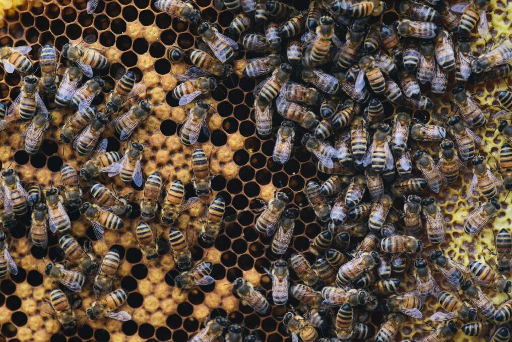 The Department of Parliamentary Services, Australian National University Apiculture Society and engineering firm Aurecon have collaborated on the project. Photo: Rohan Thomson