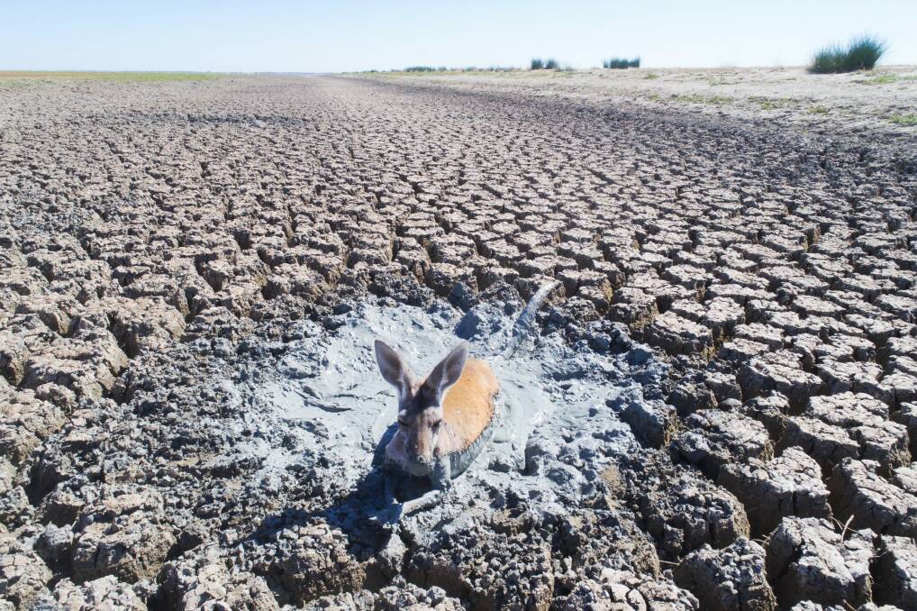 A drone photo of a kangaroo stuck in drying mud in the drainage canal of Lake Cawndilla, one of the four Menindee Lakes. Photo: Nick Moir