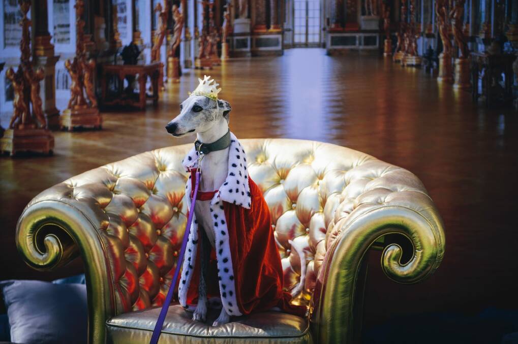 Dogs dressed up in regal French costumes. Photo: Rohan Thomson